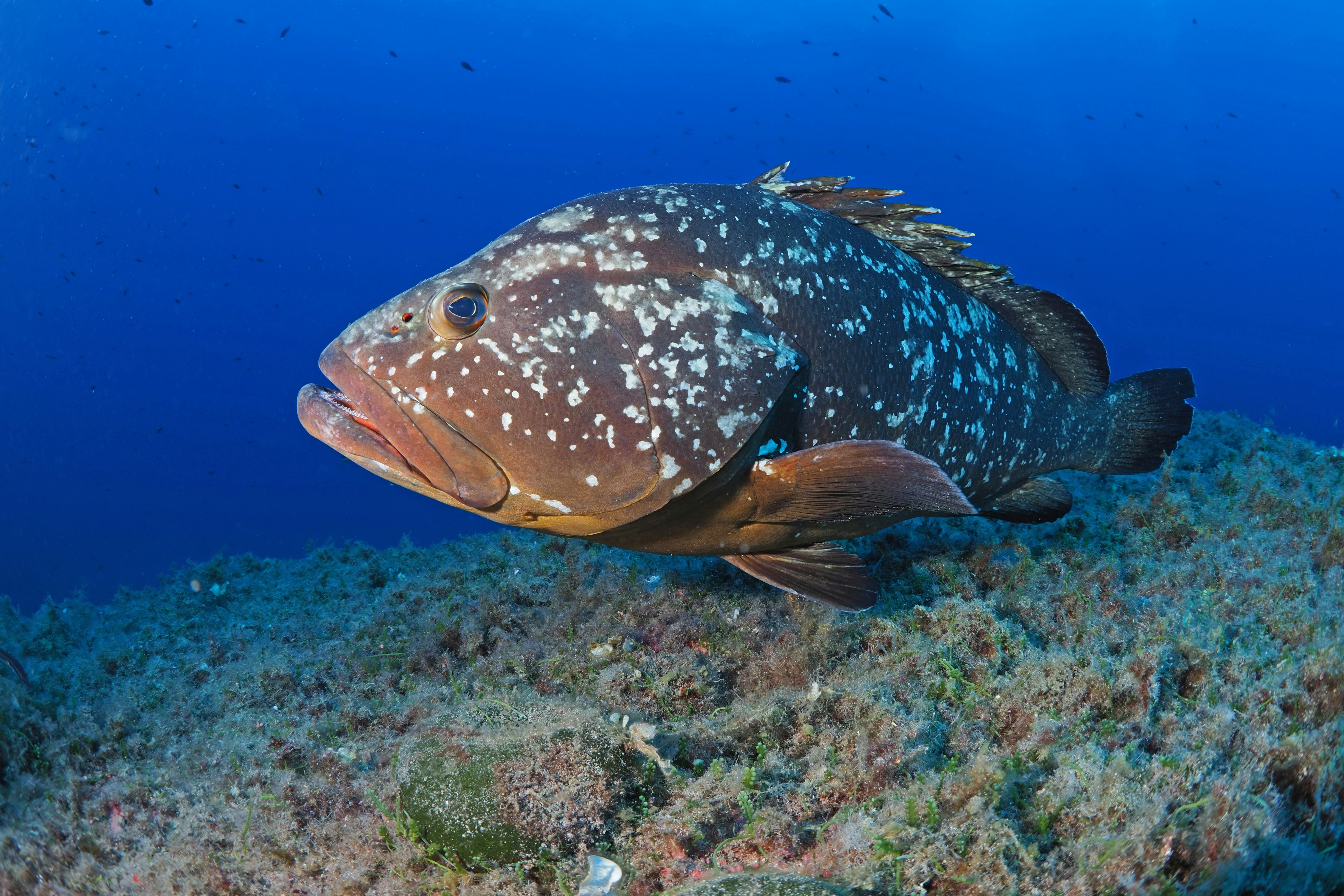 black and white fish under water